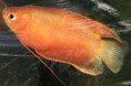 /album/hs-peixes-ornamentais/colisa-chuna-jpg/